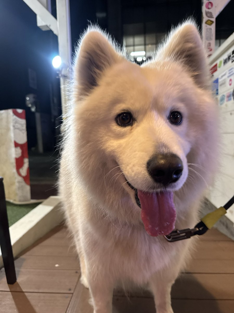 warunorirei's tweet photo. さもっちのインスタ600人アザス！
引き続きよろしくお願いします！
みんなフォローしてね！
https://t.co/cWFf8cERr6
バーン！
#NOBOSE
#サモエド
#さもっち https://t.co/OZakbfJUS2