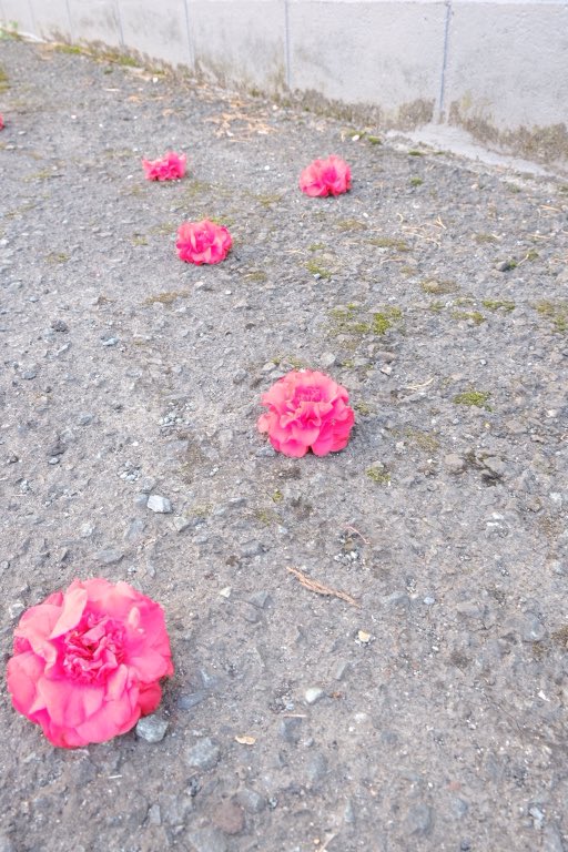 soheya5's tweet photo. 玉響日記
春を探して8
#つばき #椿
#Flowers
#富士フイルム #xt30ii
#fujifilm #fujifilm_xseries
#色に恋する富士フイルム
#愛おしいさという哲学 https://t.co/O9eavNiaBd