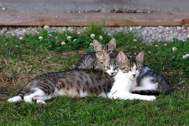 Stichting DierenLot tweet media