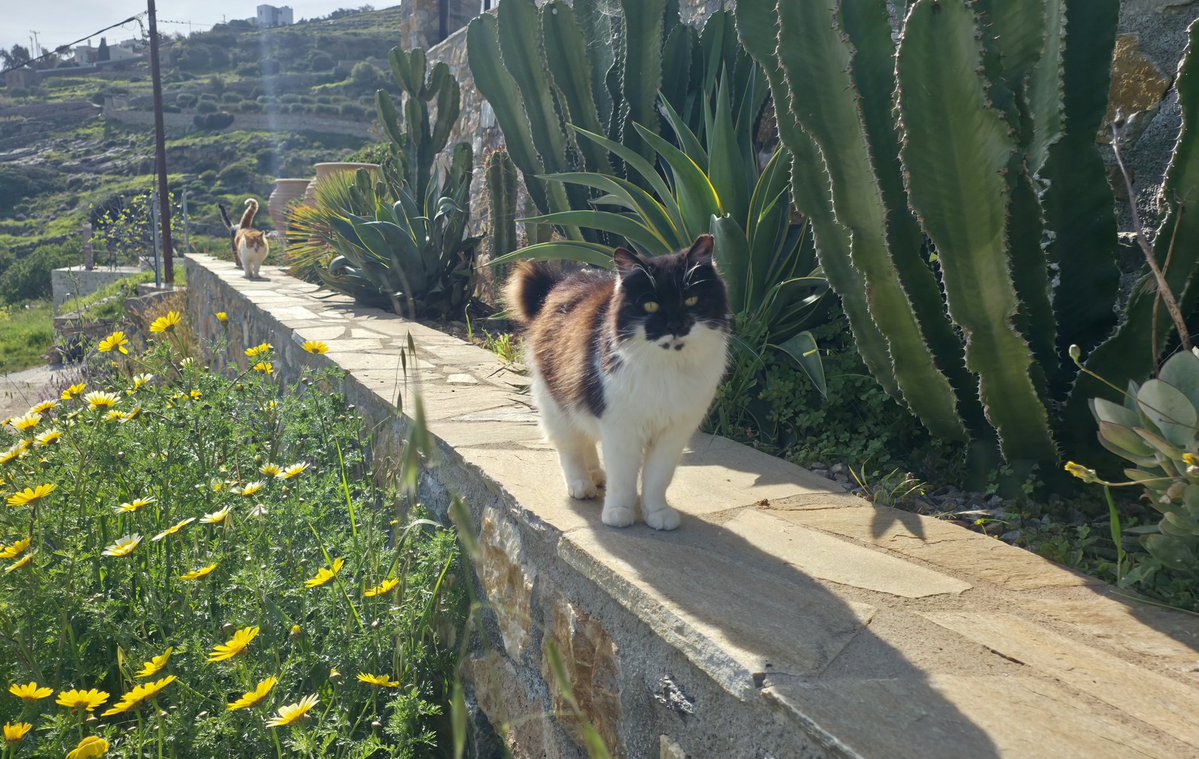 Mr Katz 🇬🇧🇬🇷🇮🇱 tweet media