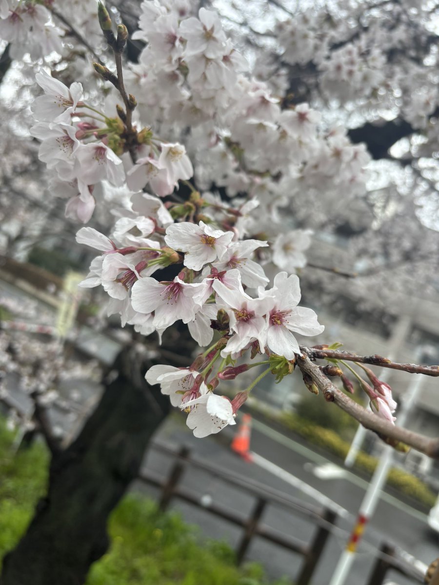 前園かえで（Next→4/25ZONOCHU） tweet media