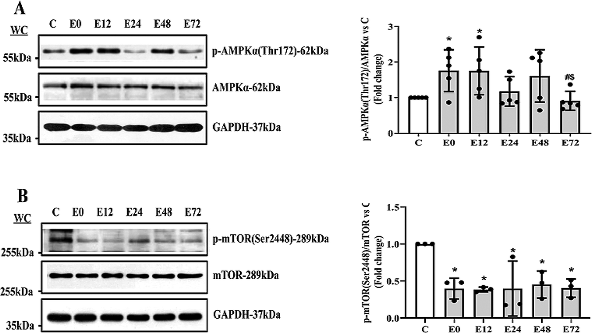 JPBY_official's tweet photo. Downhill running induced mitophagy in rat soleus muscle via the AMPK pathway
https://t.co/OgiKP5pusy
#Downhill_treadmill_running #Skeletal_muscle #Mitophagy #FK506_binding_protein_8 #AMP_activated_protein_kinase https://t.co/4LS0H9sjQT