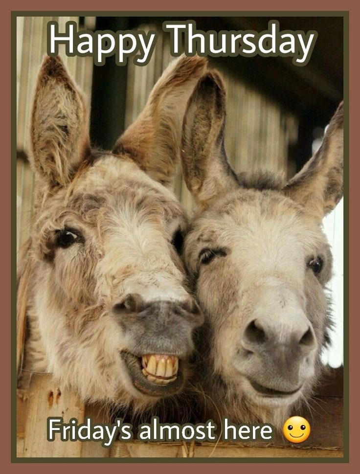 Donkey's Place tweet media