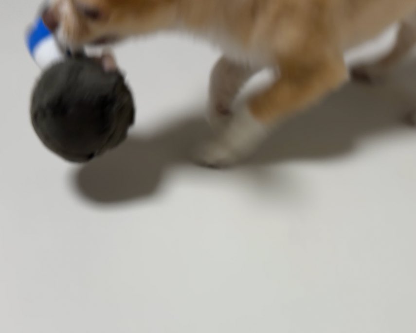 돌풍도사 tweet media