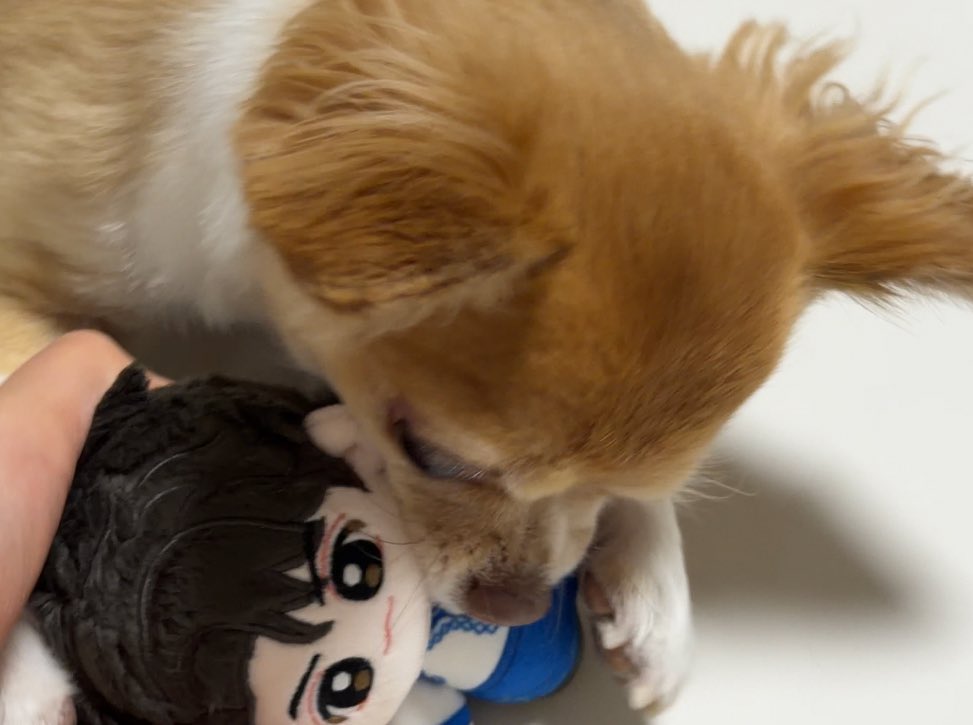 돌풍도사 tweet media