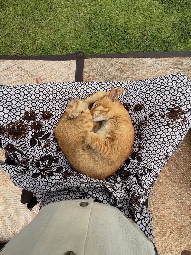 lana LISA DAY tweet media