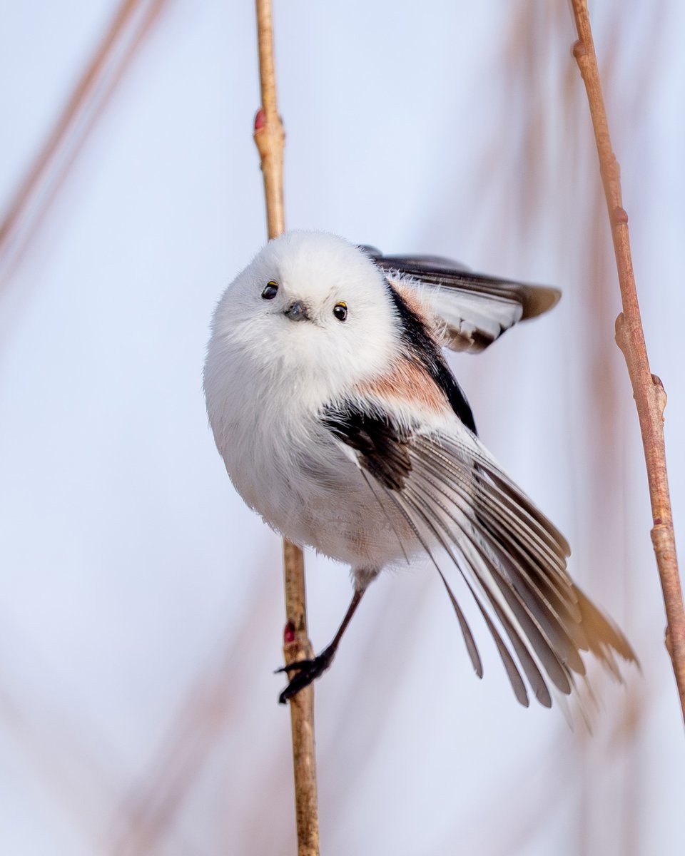 飛び立つとこなシマエナガです