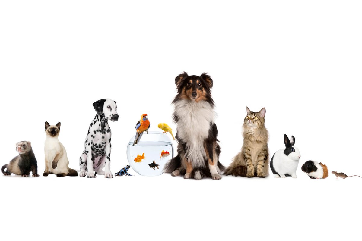 Dosenöffner von Justin / privat tweet media