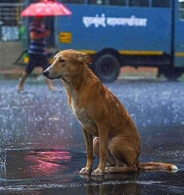 Adea Claude tweet media