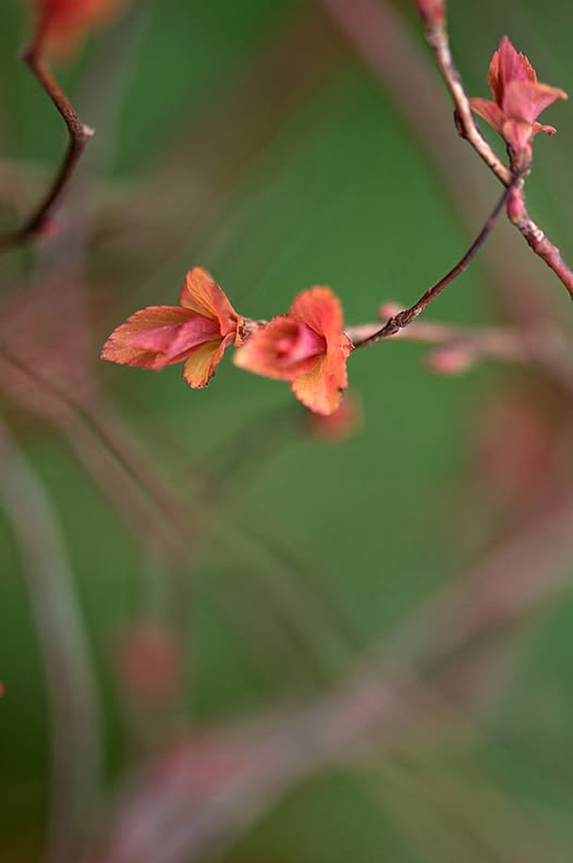 Raquel Mendelberg tweet media