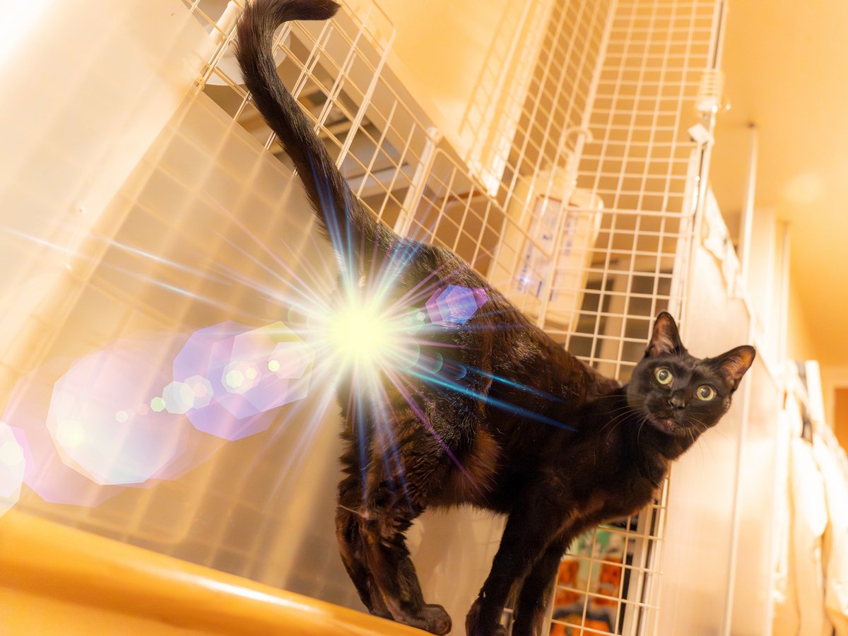 NoRi/ImpCats@GVB tweet media