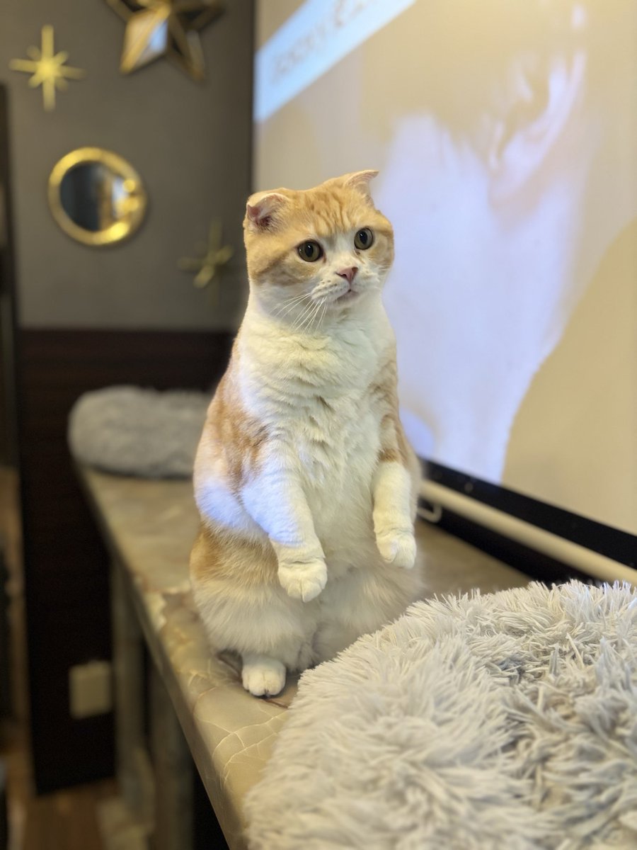 ナナミン tweet media