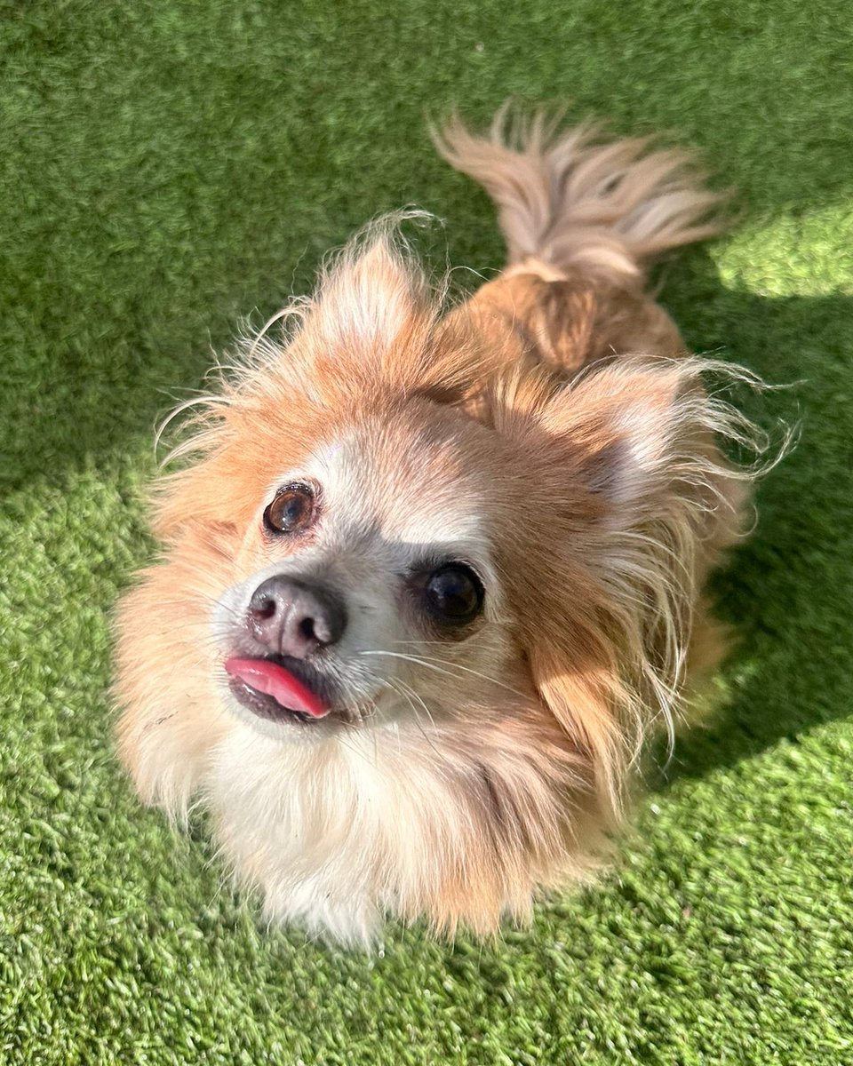 DogsTrust West Calder (Edinburgh) and Dundee tweet media