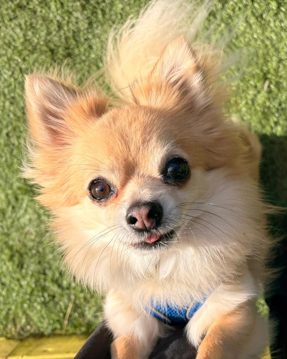 DogsTrust West Calder (Edinburgh) and Dundee tweet media