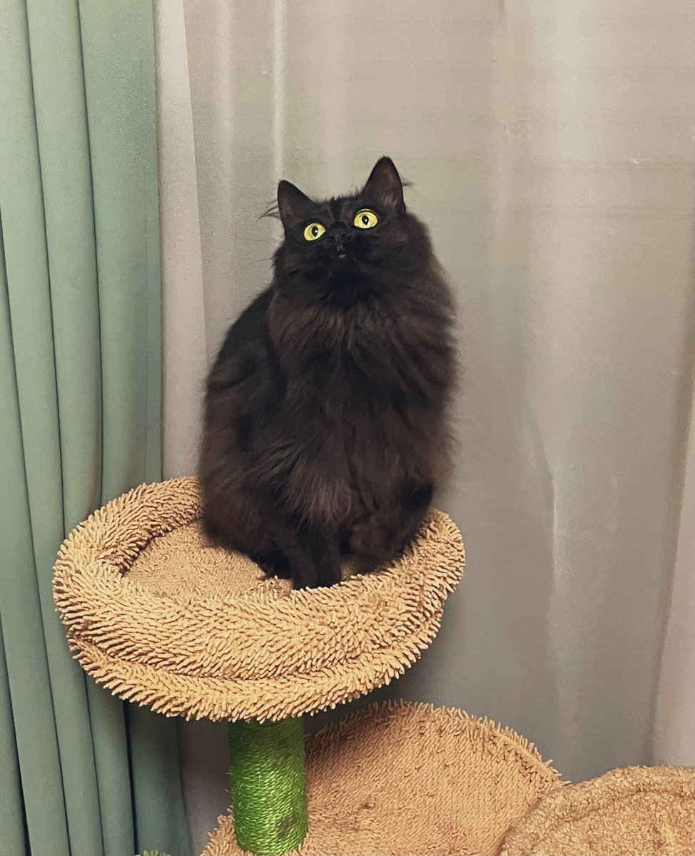 ☀️我が家の小さな古龍たち🌙 tweet media