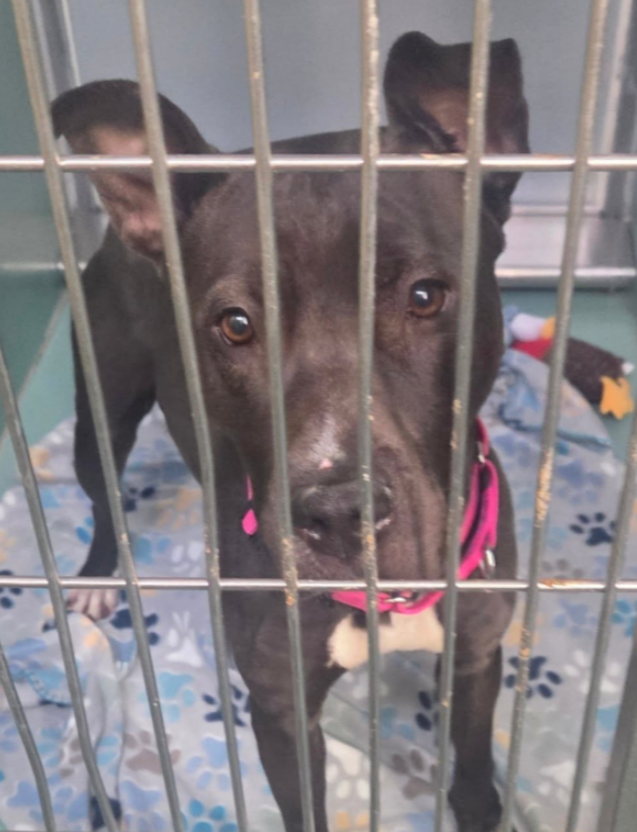 NMBewitched's tweet image. #Friyay 
#FridayFirstClass 
#FostersSaveLives 

Missy was #Rescued🎉💝
Thank you #Foster &amp;amp; #Rescue 
@TAPNYACC will post details 

Village, tysvm🙌