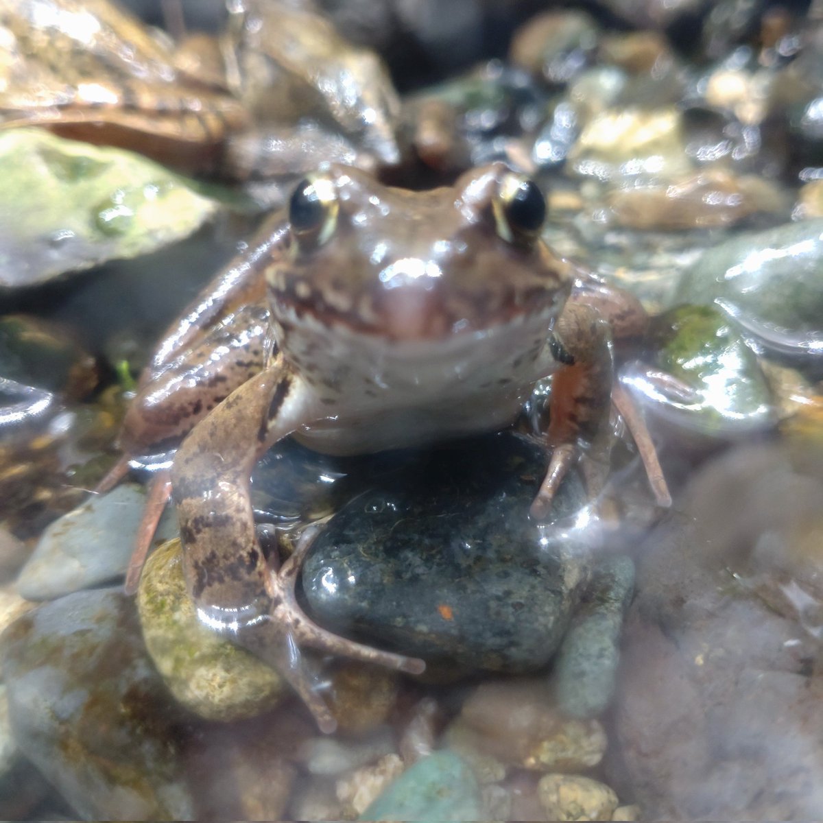 うろこ𓋏𓏐𓆏 tweet media