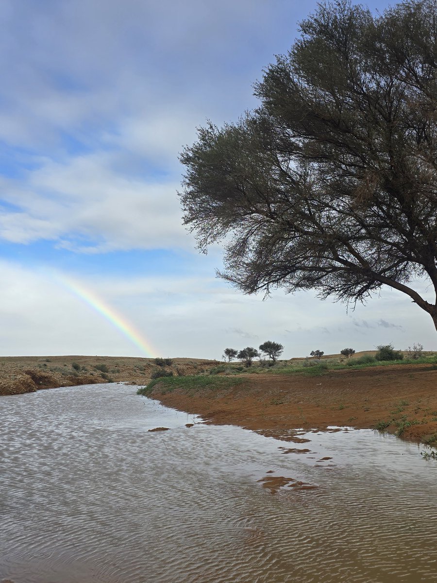 برق سدير tweet media