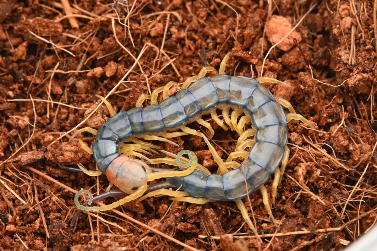 ブロフロフスキー tweet media