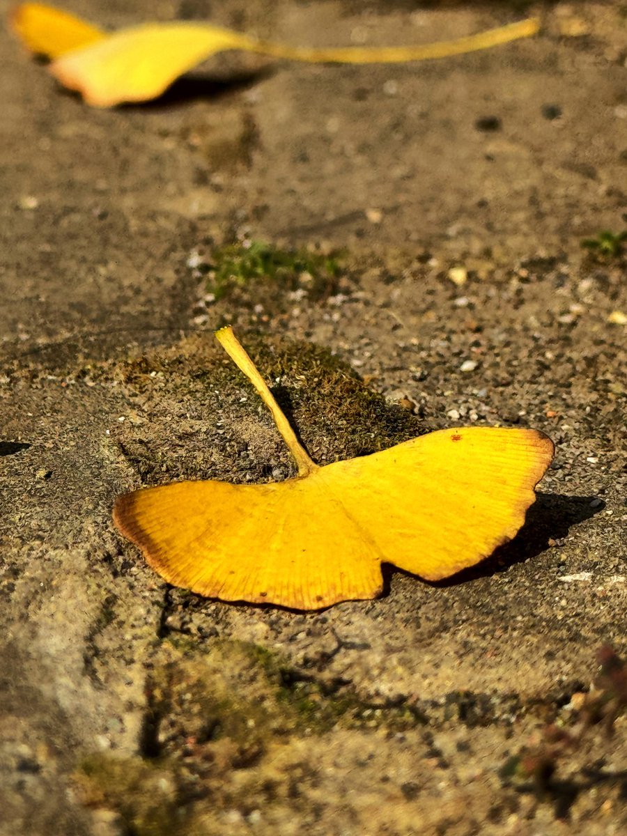 Tracy Sheffey tweet media