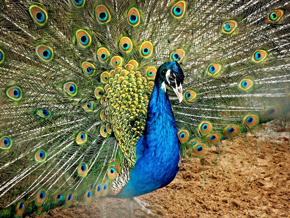 PEKHTography tweet media