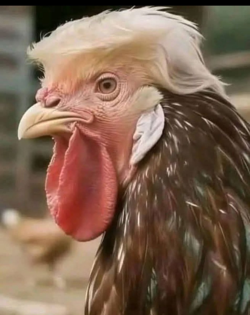 cyruss nikroz tweet media