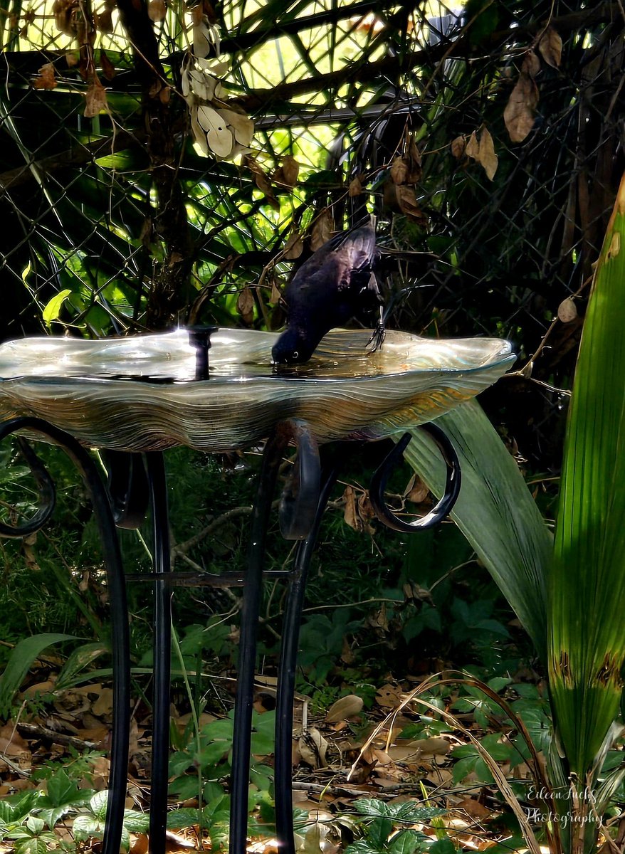 HomeSweetFL1's tweet image. Just a reminder, as the weather gets warmer to leave some water outside for wildlife. Taken with my cell phone. 
🌿🐦‍⬛💧🥰
#wildlifephotography #BeKind #birdphotography #birds #nature #photography #wildlife #water