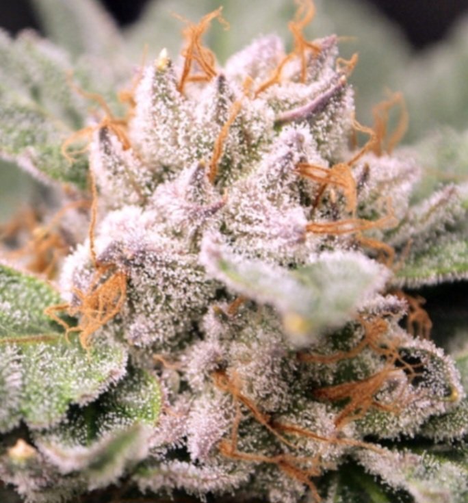 Jinxproof Genetics tweet media