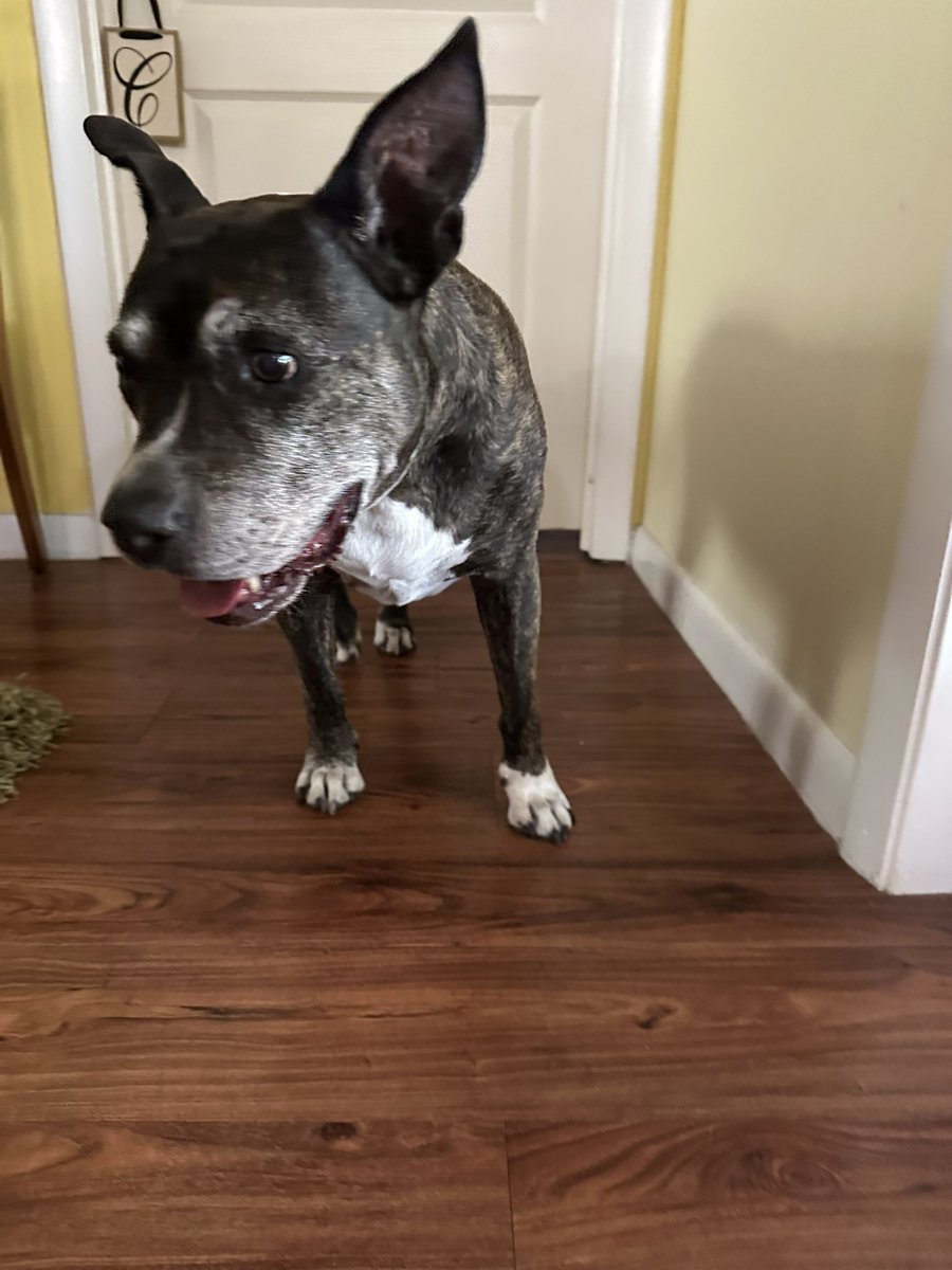 Colleen the Vet tweet media