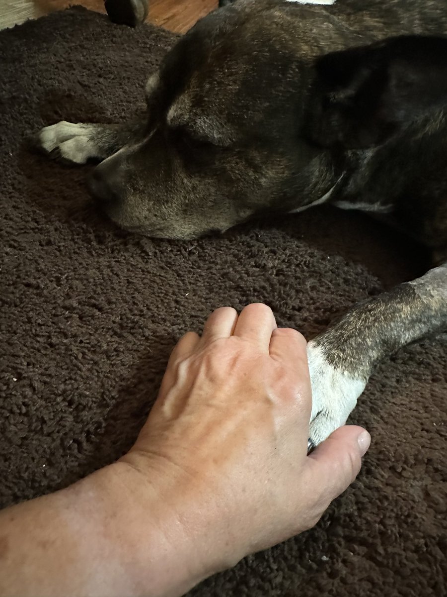 Colleen the Vet tweet media