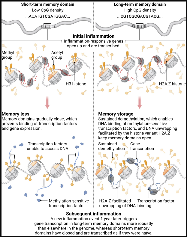 Waggoner Lab tweet media