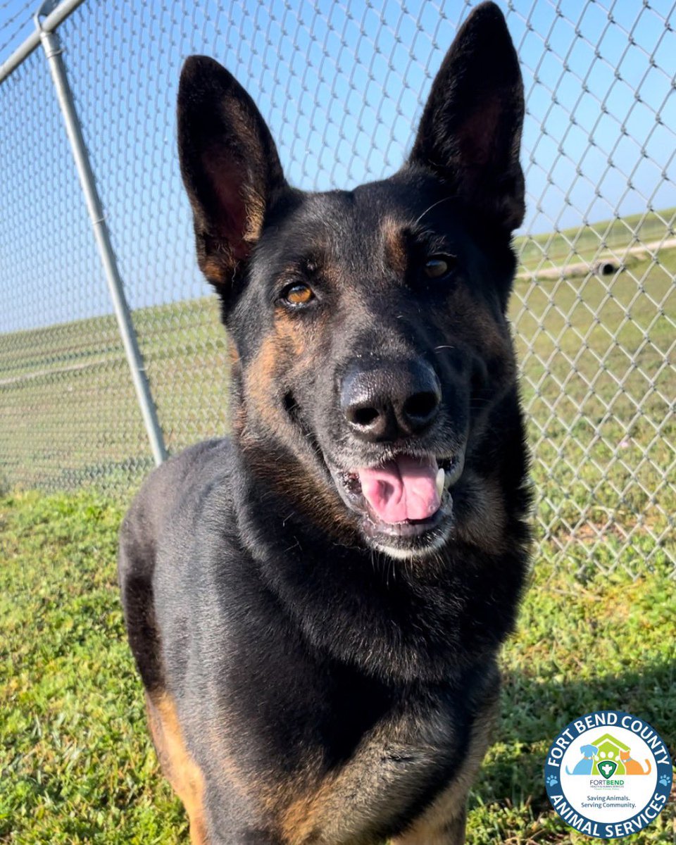 Fort Bend Animal Services tweet media