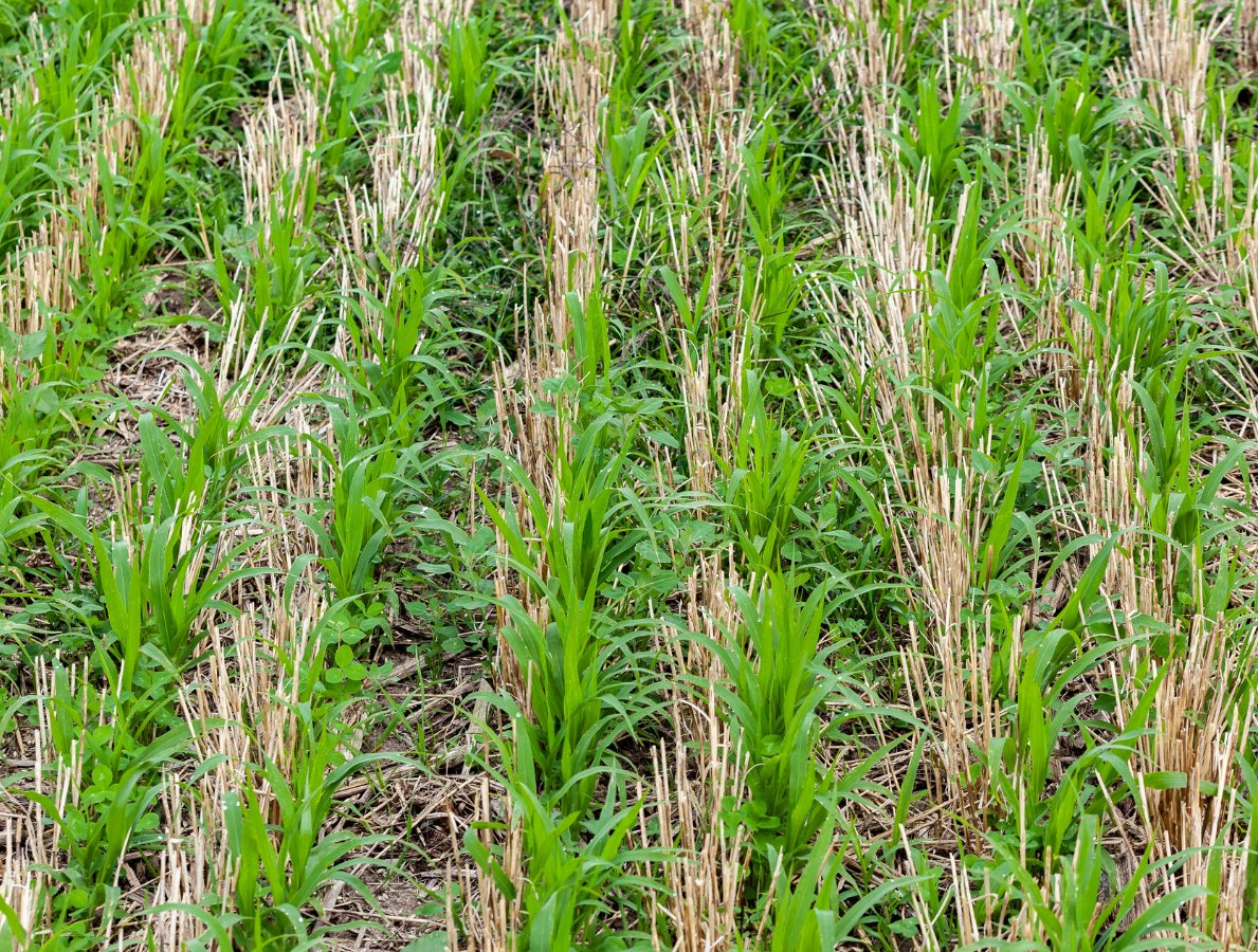 SaskSoil tweet media