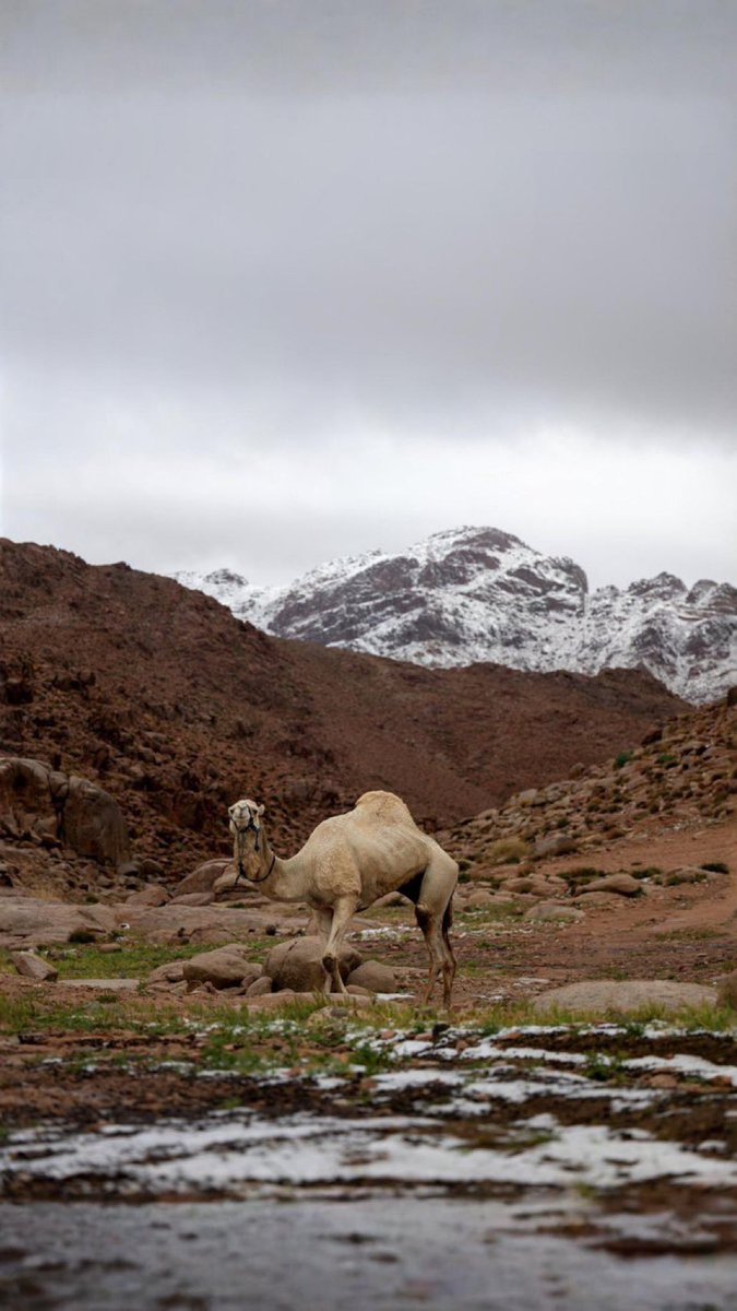 ⛈طقس الحجاز⛈ tweet media