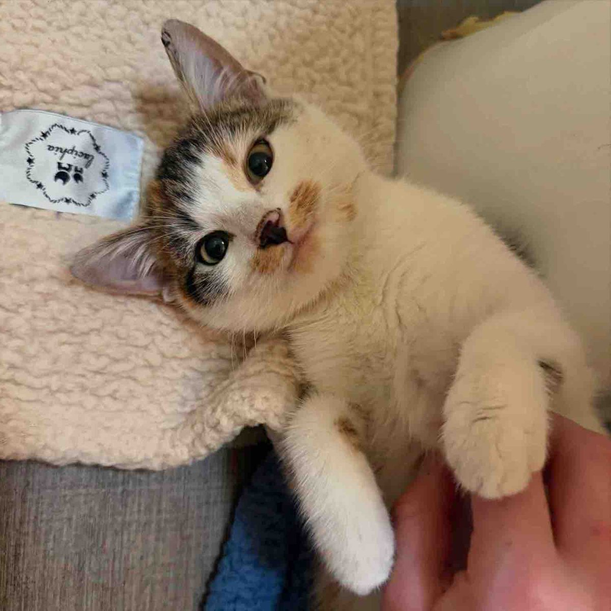 Love Meow tweet media