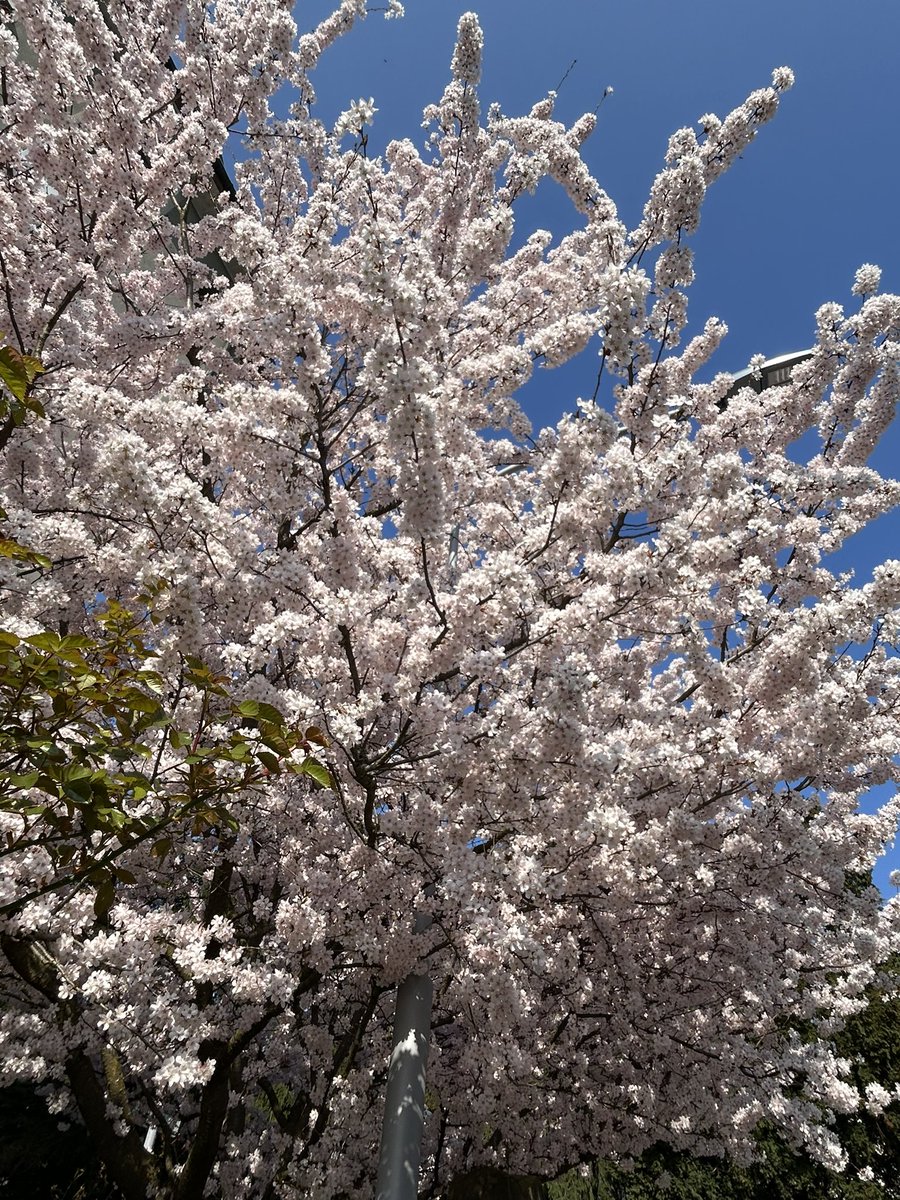 ブルー tweet media