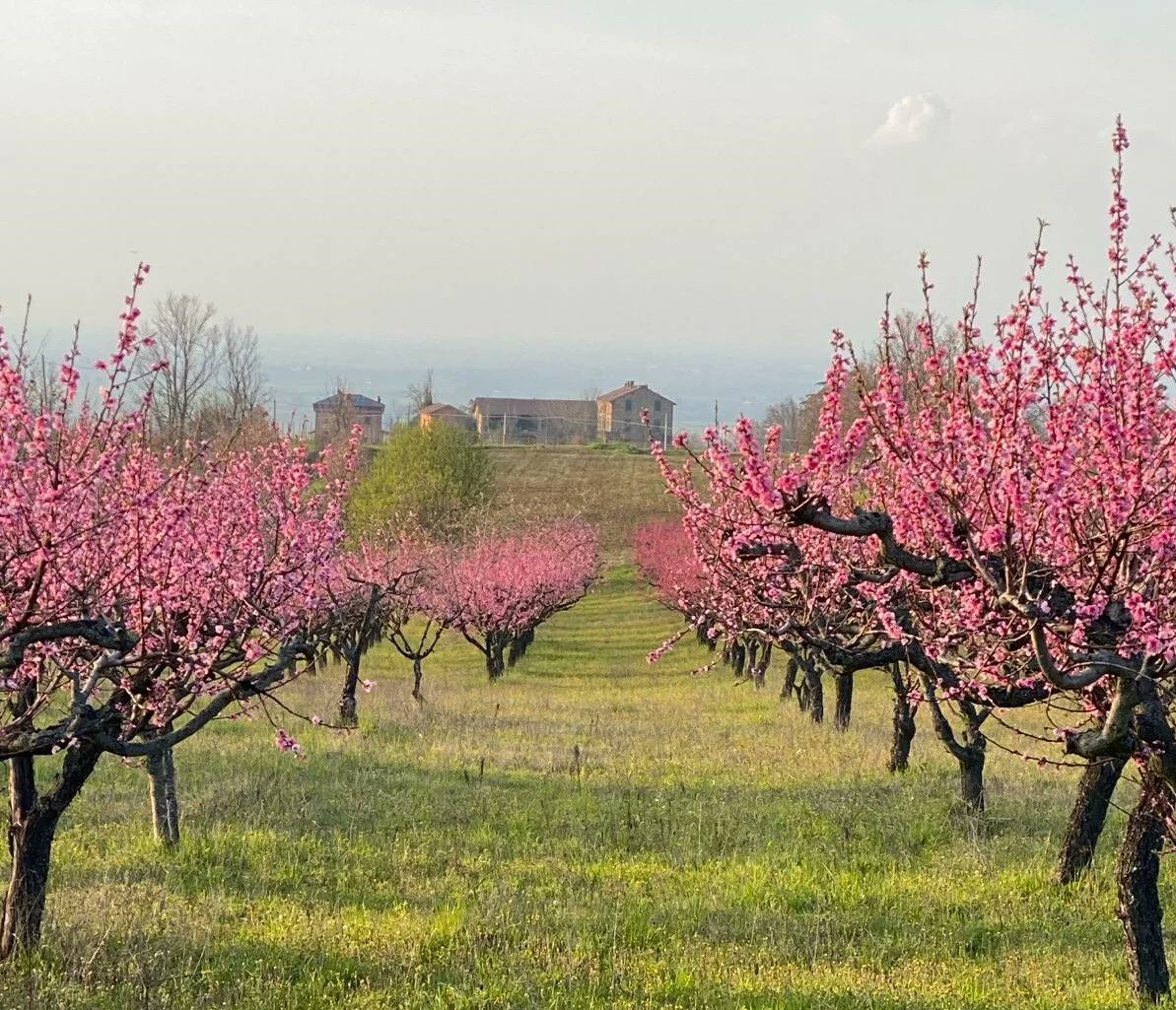 Teresio_il_Boccia tweet media