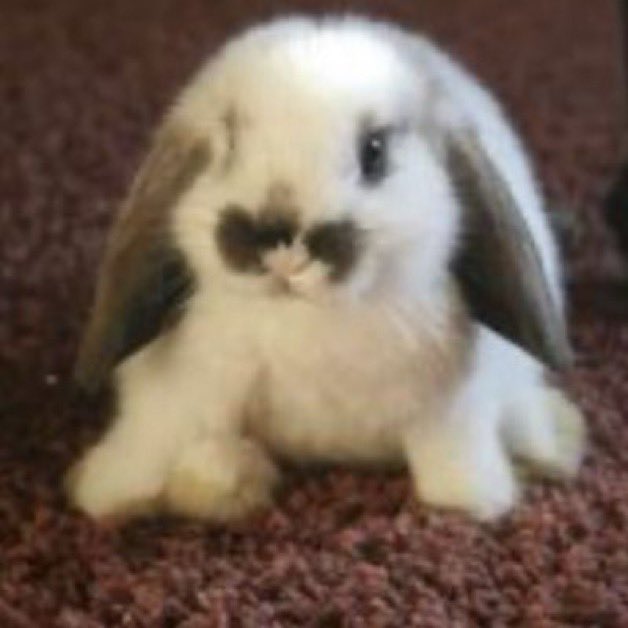 uxie 𓏲ּ𝄢 tweet media