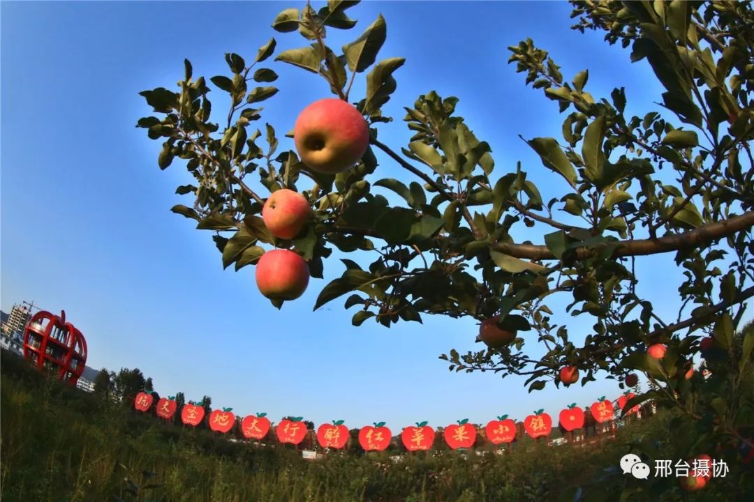 Dominic Peterson tweet media