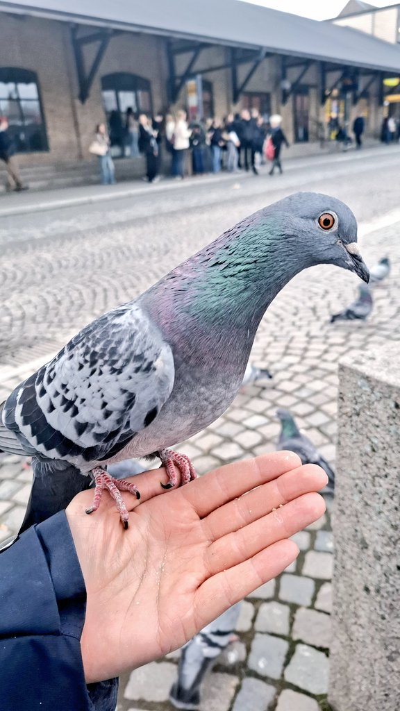 Josefine tweet media