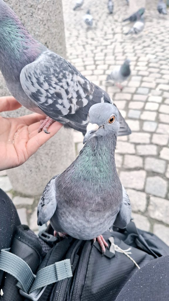 Josefine tweet media