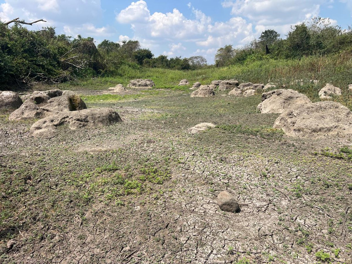 Colpos_Ver's tweet photo. 🌿 El Dr. Alberto Asiain Hoyos del
Colegio de Postgraduados – Campus Veracruz exploró acciones de conservación y desarrollo turístico en la Laguna El Salitral.
#Colpos #Vinculación #DesarrolloRural 🤝🌱 https://t.co/cYxEPIwEZd