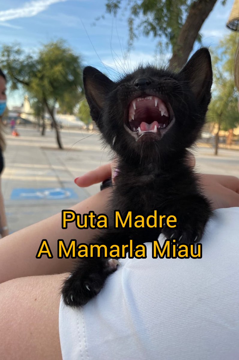 Mike Ba Vi tweet media