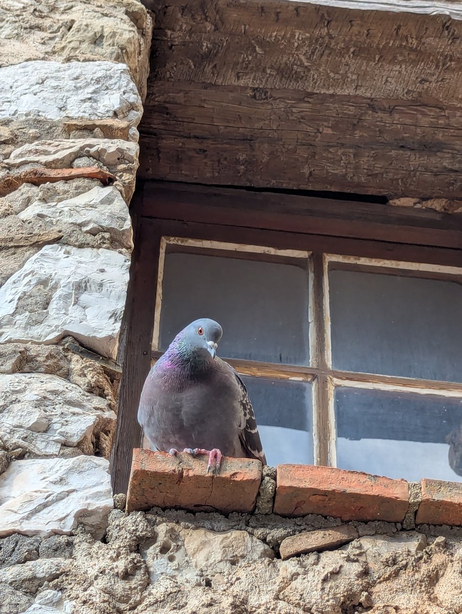 Joshua Fortier tweet media