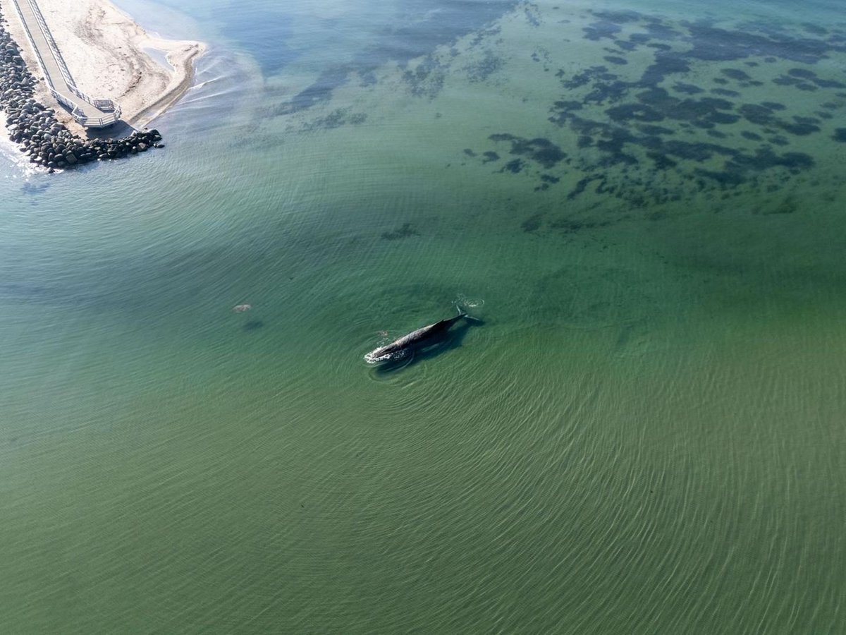 eugyppius tweet media