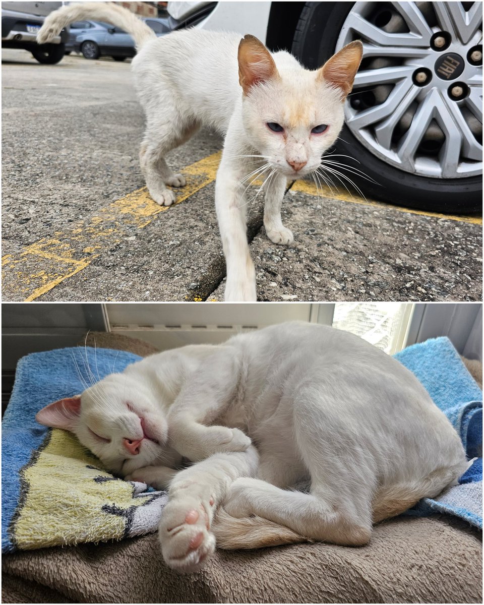 E.V.E.E 🌒 tweet media