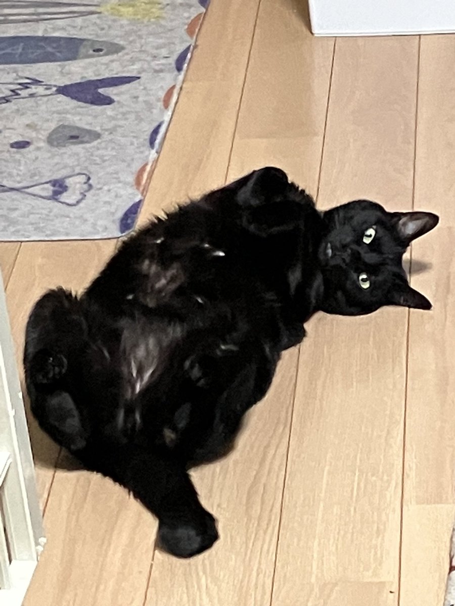 しろうさ tweet media