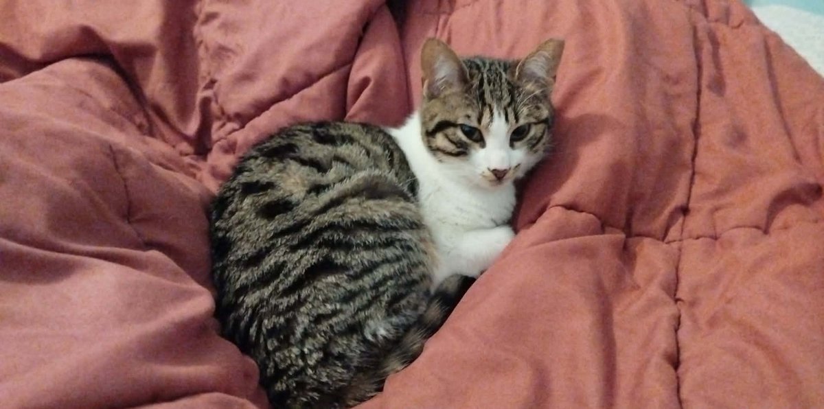 Συνεχίζουμε τις προσπάθειες να υιοθετηθεί η Μήτση 🤗 Θα σας έρθει με τα δωράκια της ❤️