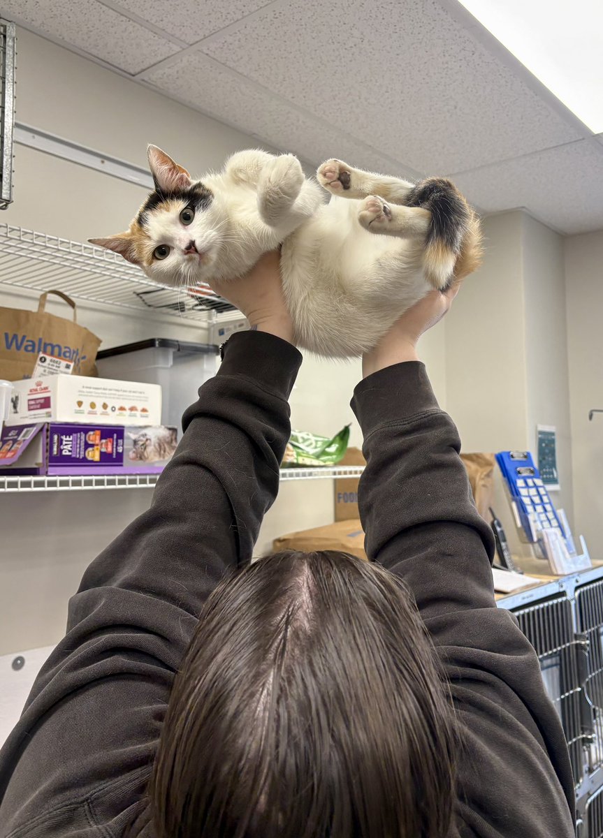 Spay Spa&Neuter Nook tweet media