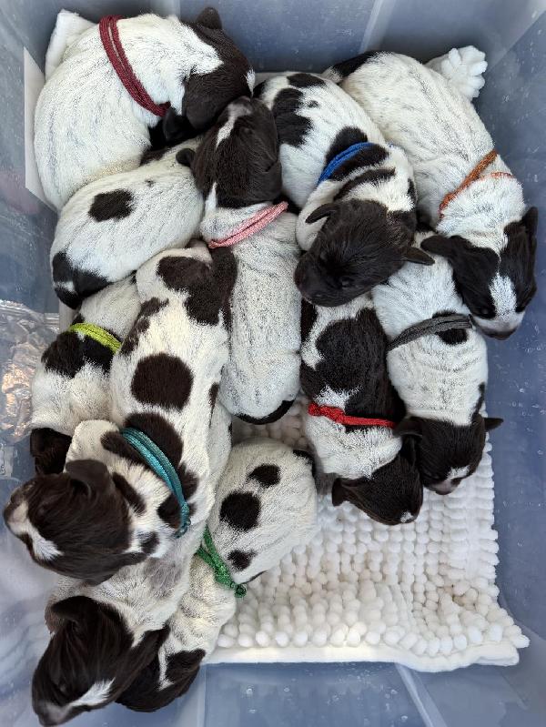 gundogcentral's tweet photo. WPG PUPPIES - 5 MALES + 2 FEMALES https://t.co/YOhX1V2bv2 on https://t.co/qsZIB1oav7 #gundogcentral #birddogs #gundogs https://t.co/abluJZttyN